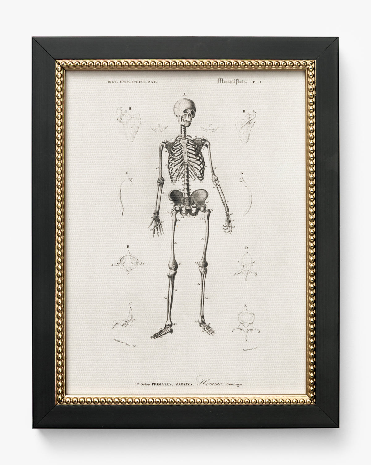 Anatomie du squelette