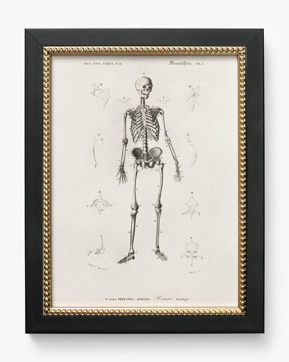 Anatomie du squelette