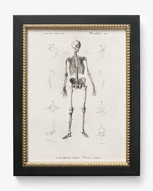 Anatomie du squelette